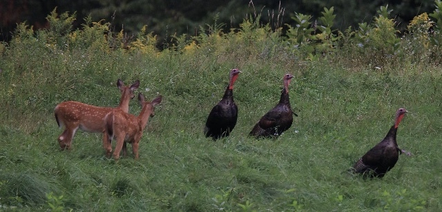 Photo of Turkeys and Deer by Craig Lutz