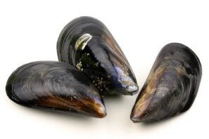 Mussels