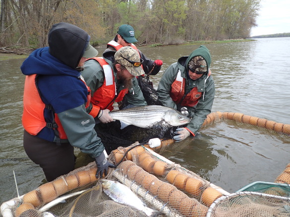 DEC staff with striped bass.
