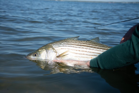 Striped bass release.