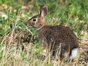 Photo of Cottontail Rabbit