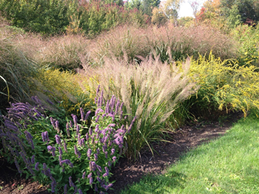 Native Plants