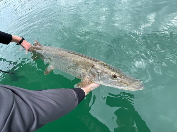 Muskellunge fish held at the surface of the water