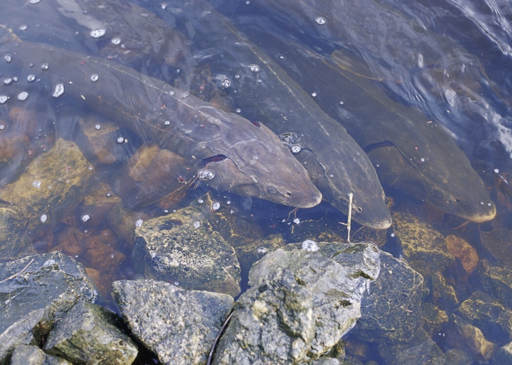 Lake sturgeon in water by rocks