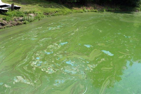 Harmful Algal Bloom that looks like green spilled paint