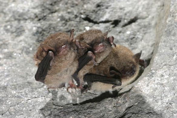 Little brown bats hanging from a cave ceiling