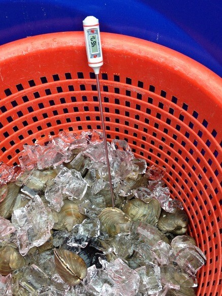 Clam's being kept on Ice