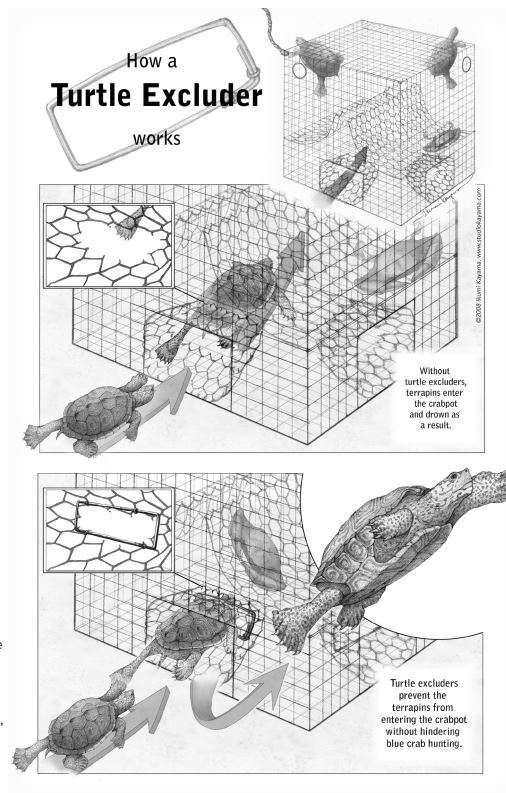 How a turtle excluder works