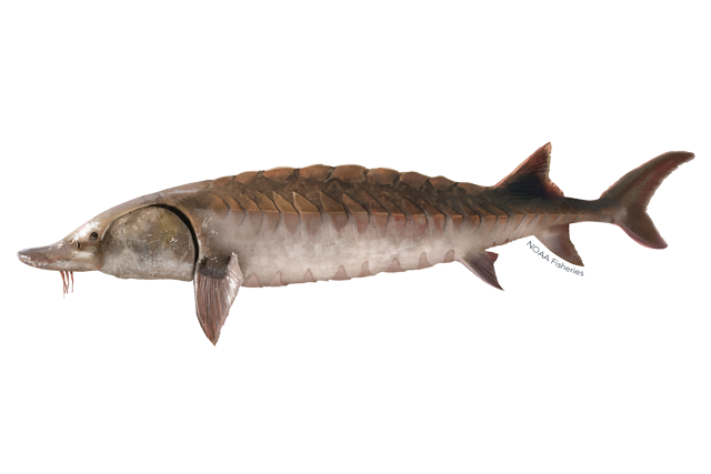 Atlantic Sturgeon