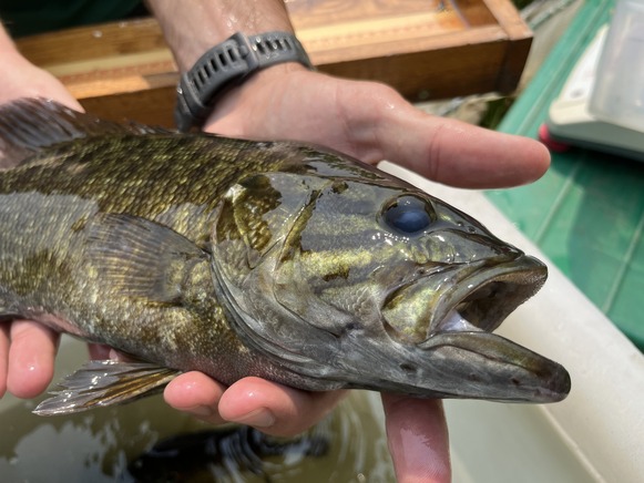 Close up of a smallmouth bass