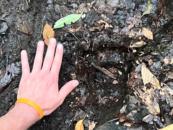 Bear Paw Print Compared to Hand