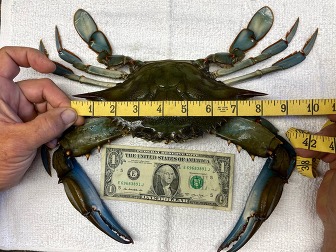 State Record Blue Crab