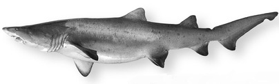 Sand Tiger Shark