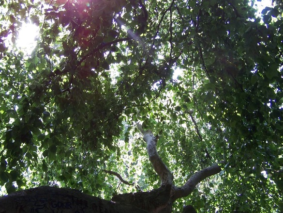 Sun shining through the canopy of a tree.