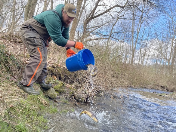 Fish culture staff releasing trout into a stream