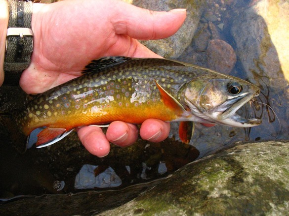 Hand holding a brook trout and net in background