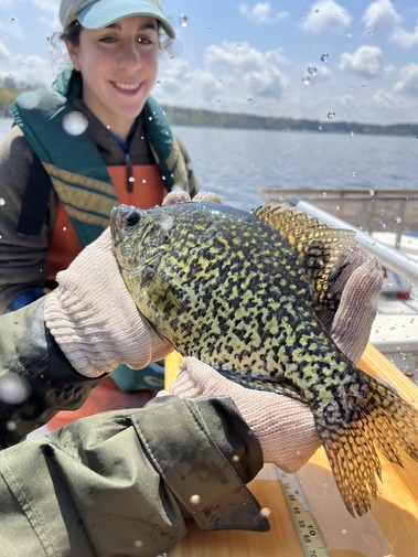 Fisheries staff holding black crappie for big panfish iniative study
