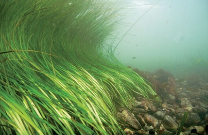 Seagrass