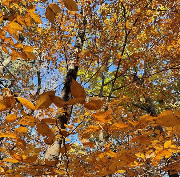 Tree canopy showcasing orange Autumn leaves.