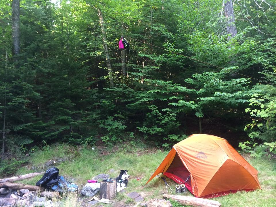 a black and white dog sits near a tent in a grassy area. Food bags are hung up high and out of reach from bears.