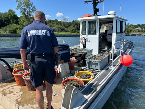 Oyster Reef Restoration