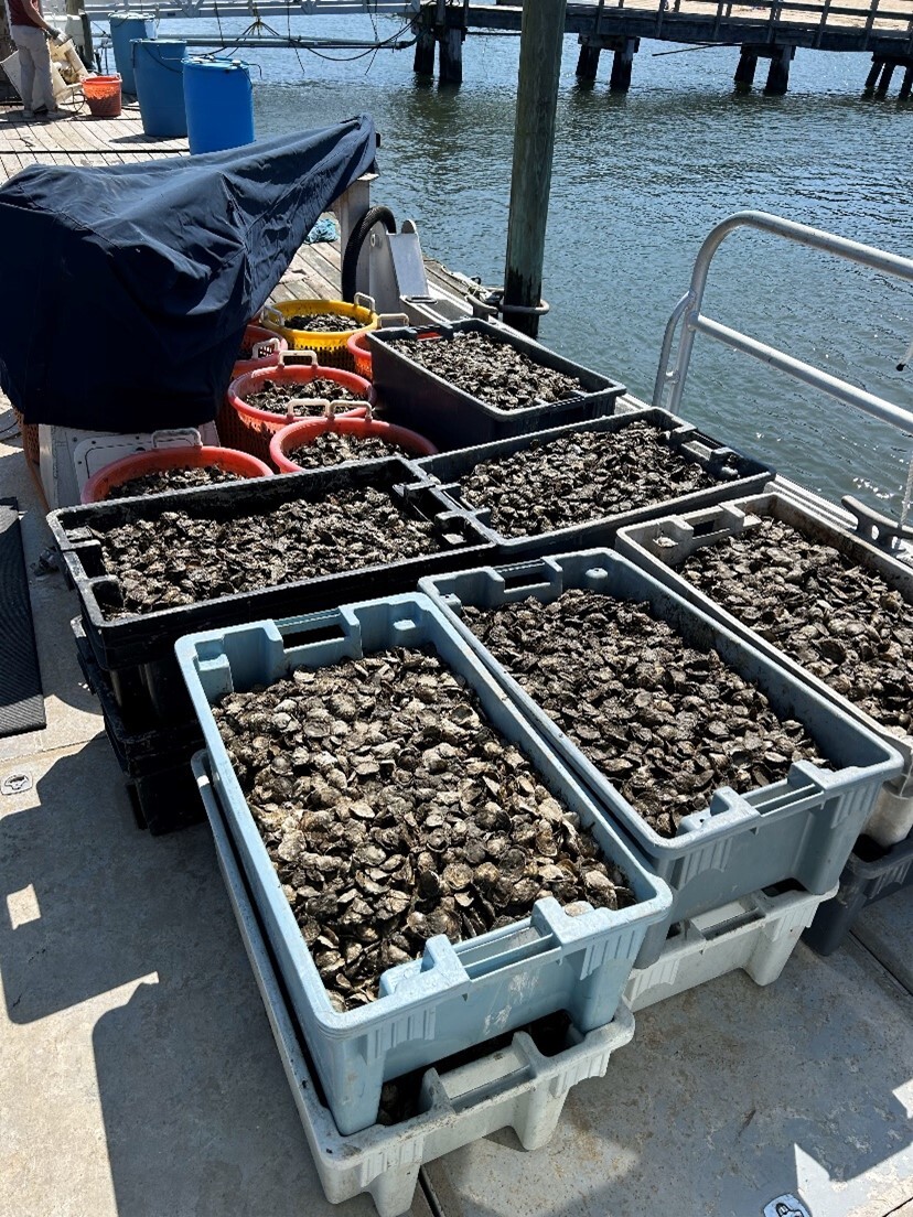 Over 500,000 Oysters Ready to be Deployed in the Bay