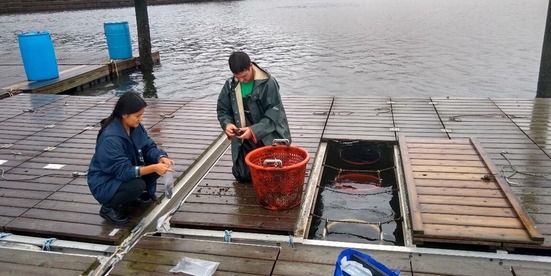 Ribbed mussel sample collection, September 2022, in Huntington Harbor. Photo Credit: Kristin Kraseski.