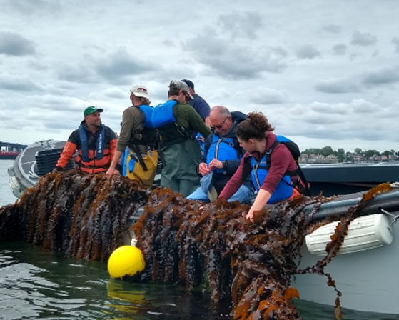 Locally grown kelp being harvested