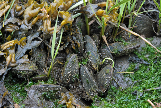 Ribbed mussels in the Long Island Sound