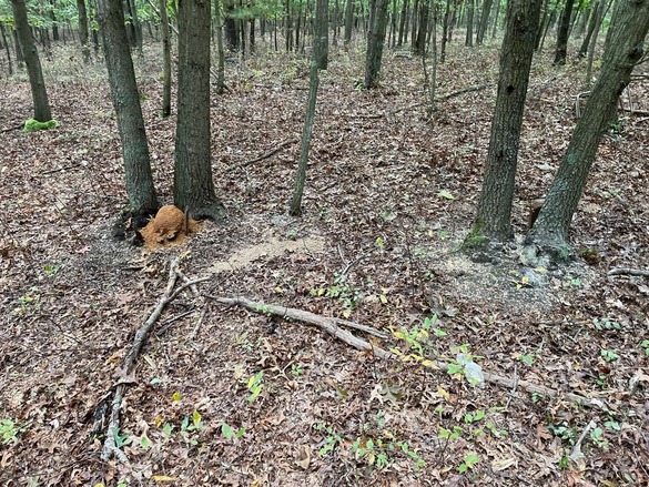 Illegal bait pile discovered in Smithtown