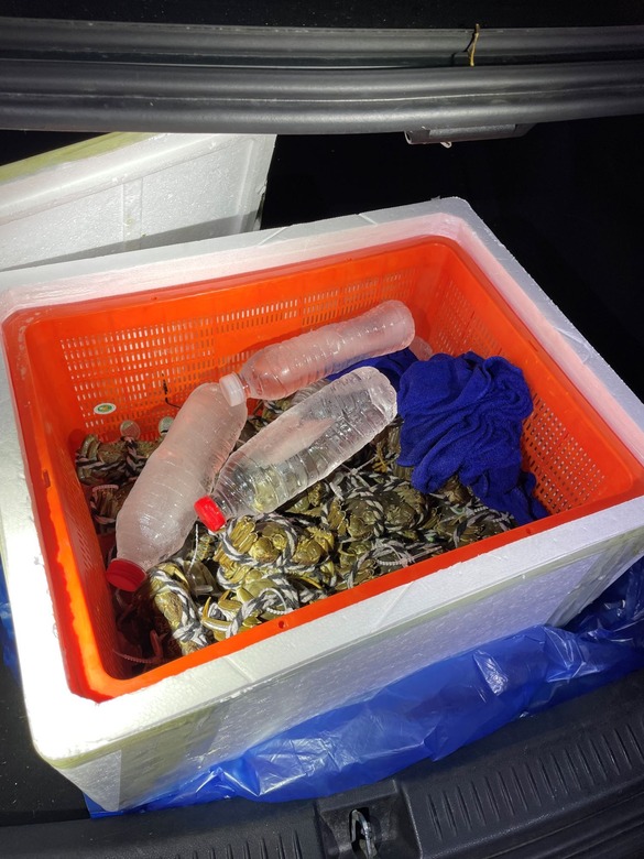 Illegal mitten crabs discovered during traffic stop in Queens