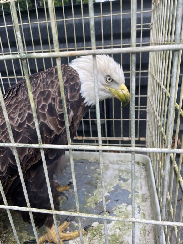 Injured bald eagle recovered in Middletown