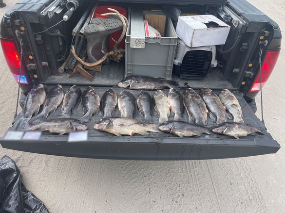 Seized tautog caught out of season in Suffolk County