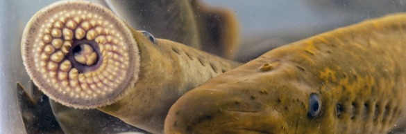 sea lamprey