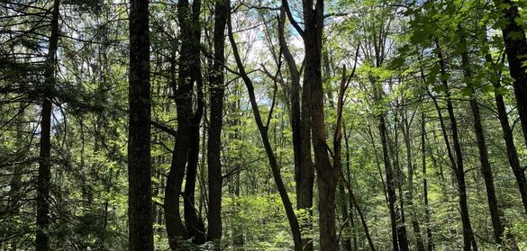 A forest canopy