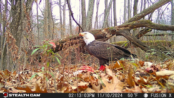  Bald eagle consuming the gut pile of a harvested deer