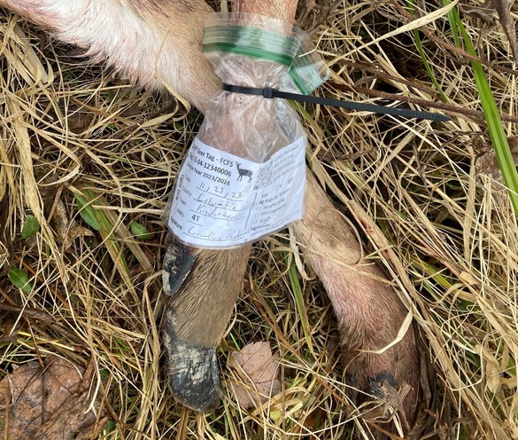 Deer with tag properly attached to leg