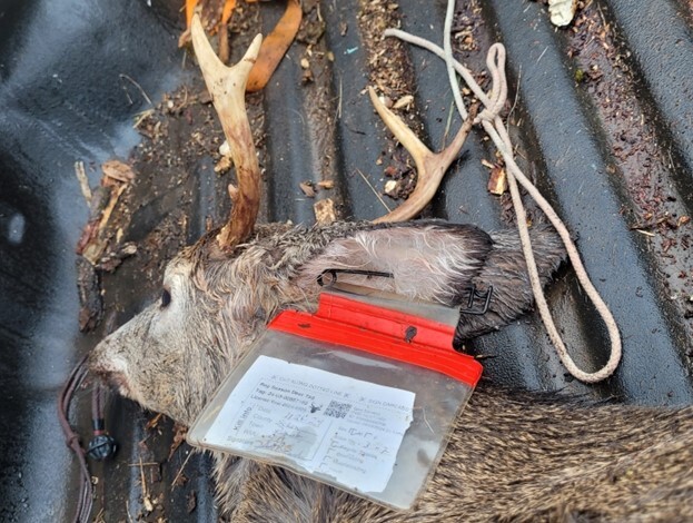 Deer with tag correctly attached to ear using old back tag holder