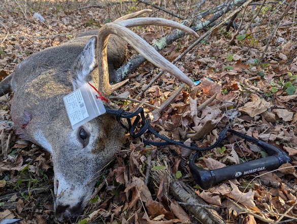 Deer with tag properly attached to antler