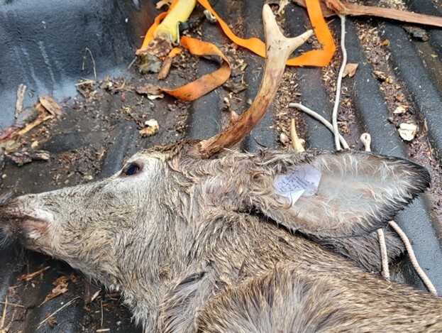 Deer with tag improperly attached - shoved in ear