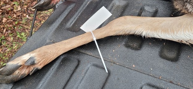 Deer with tag incorrectly attached to leg