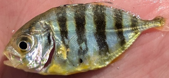 a striped fish called a crevalle jack