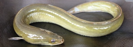 "Yellow Eel"