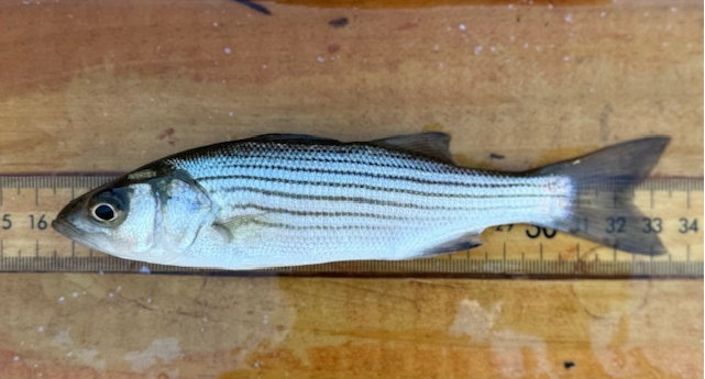 Yearling striped bass