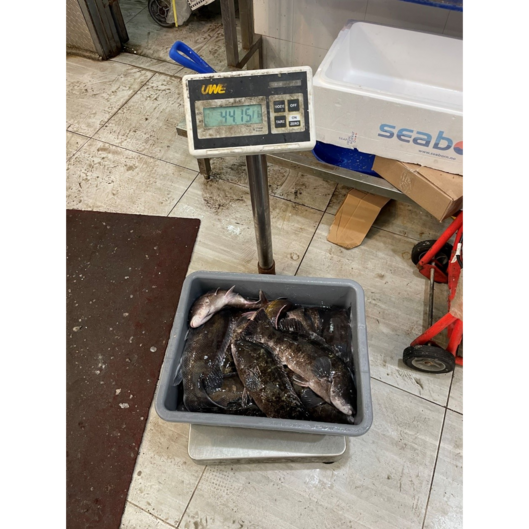 Illegal tautog (blackfish) discovered at grocery store in Queens County