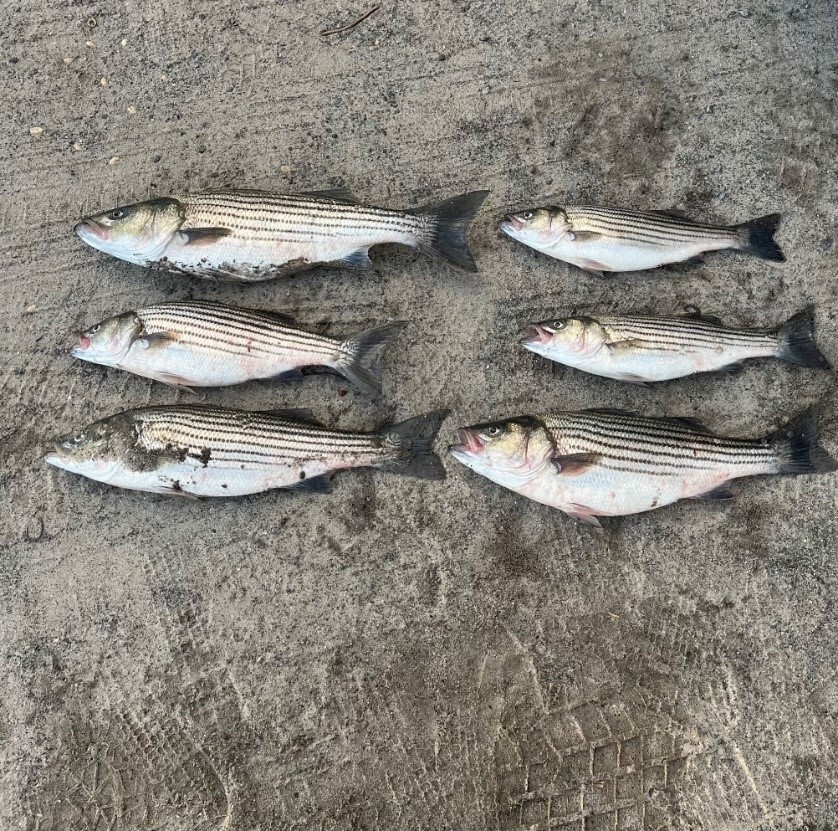 Undersized striped bass caught illegally at Breezy Point in Queens County