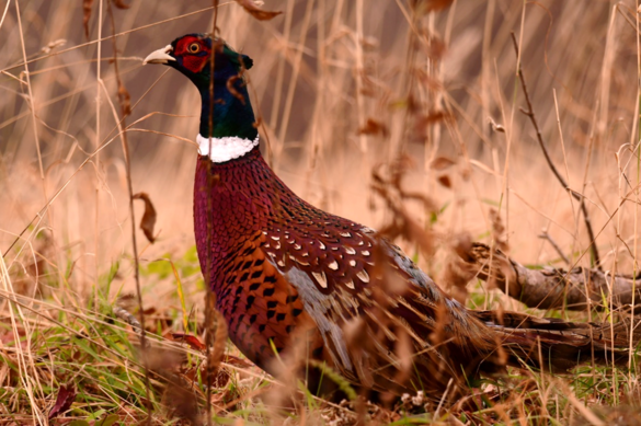 Photo of Pheasant via Department of Environmental Conservation