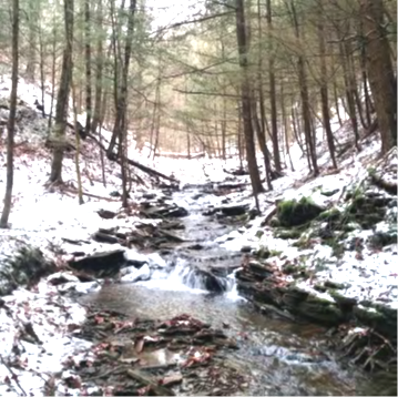 Rattlesnake Hill WMA in winter