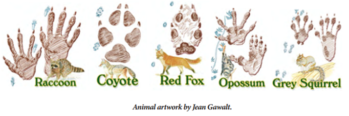 Illustration of winter tracks