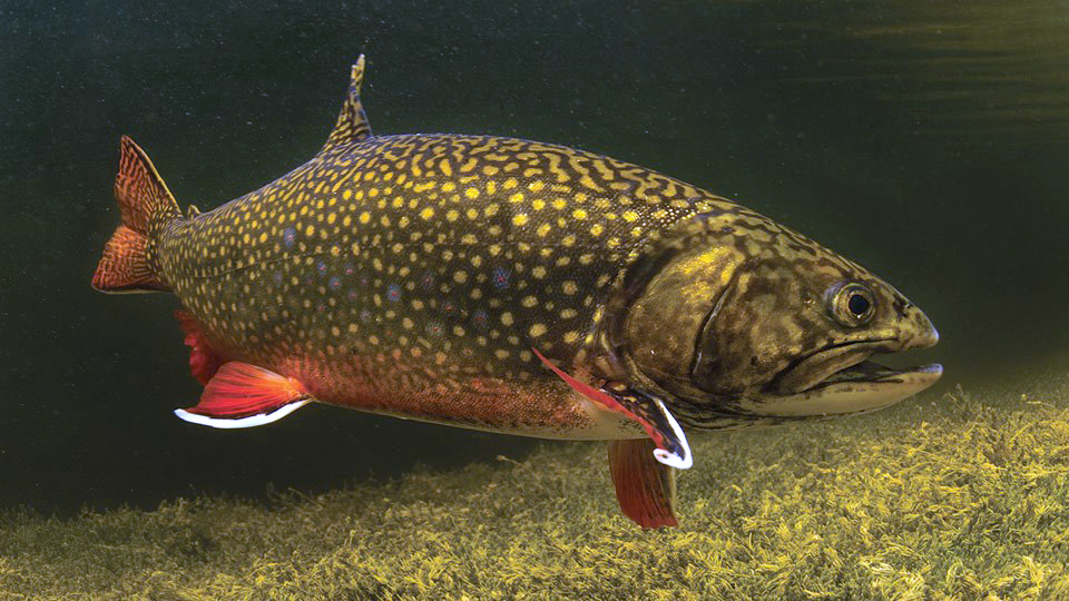 A brook trout